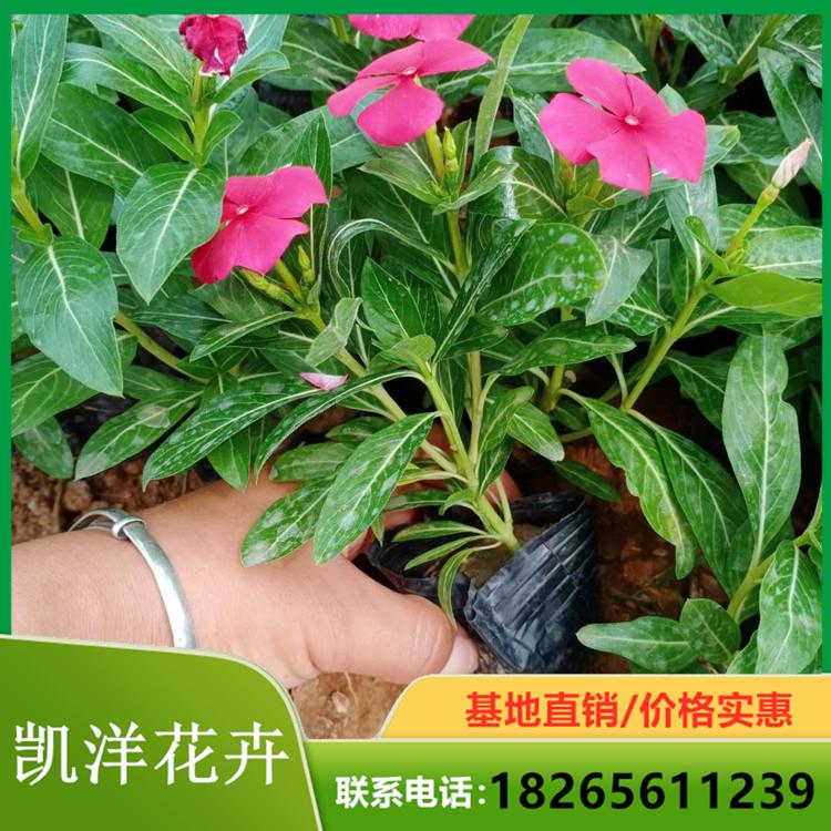 量大优惠天天开 凯洋大量供应天天开 观赏天天开-长春花盆栽