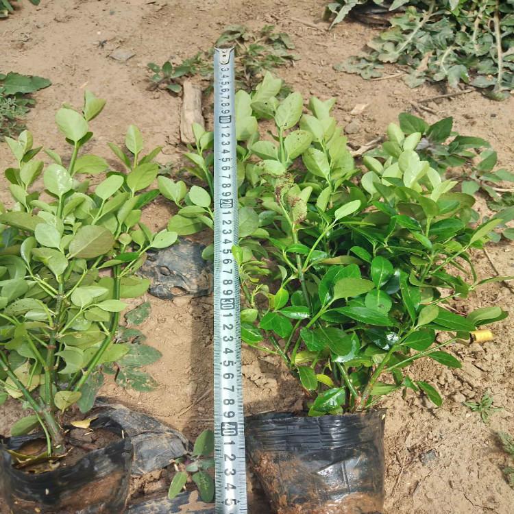 大叶扶芳藤 大叶扶芳藤种植基地 基地供应