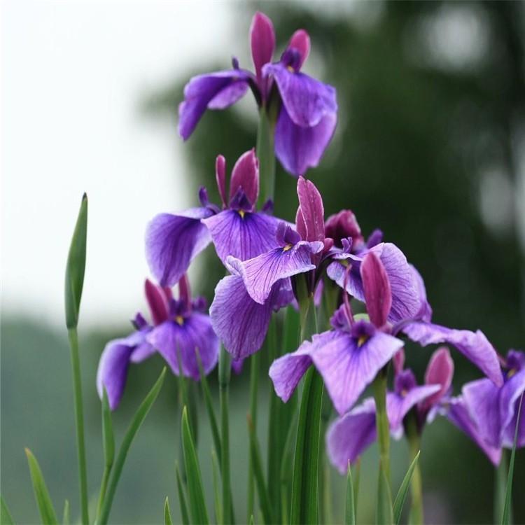 花菖蒲批发价格   水生植物基地   花菖蒲供应