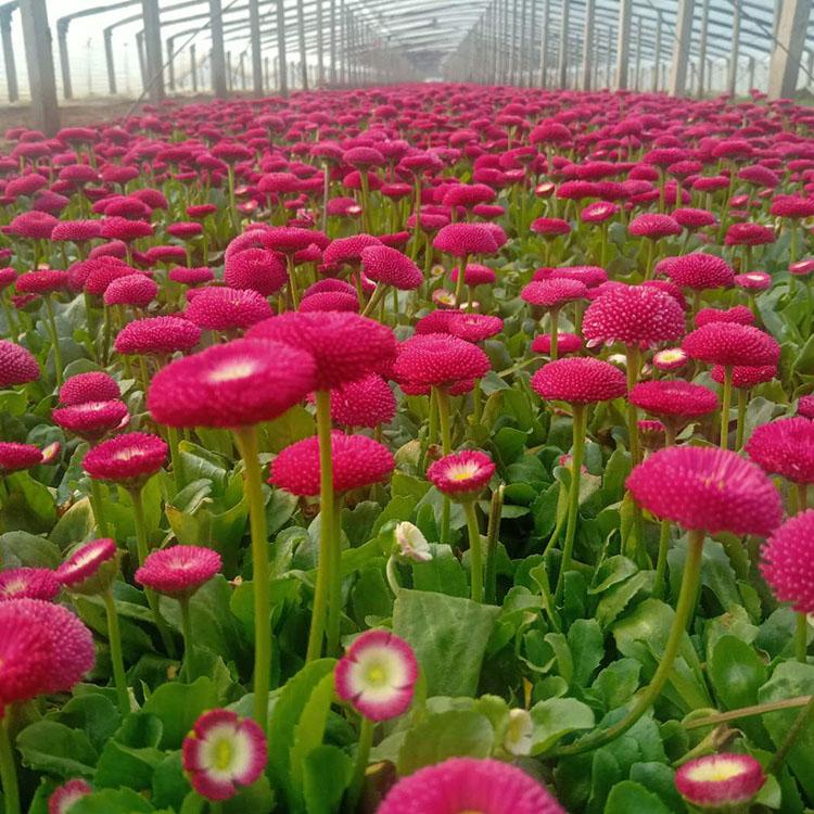 山东花卉基地 雏菊盆栽批发商 量大从优
