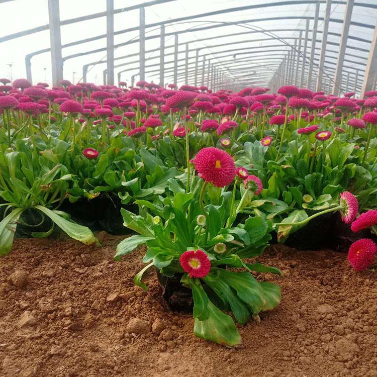 茂刚花卉 雏菊盆栽种植基地 欢迎致电