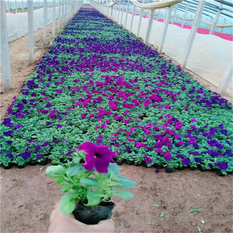 矮牵牛花卉 矮牵牛国庆草花 种植基地批发