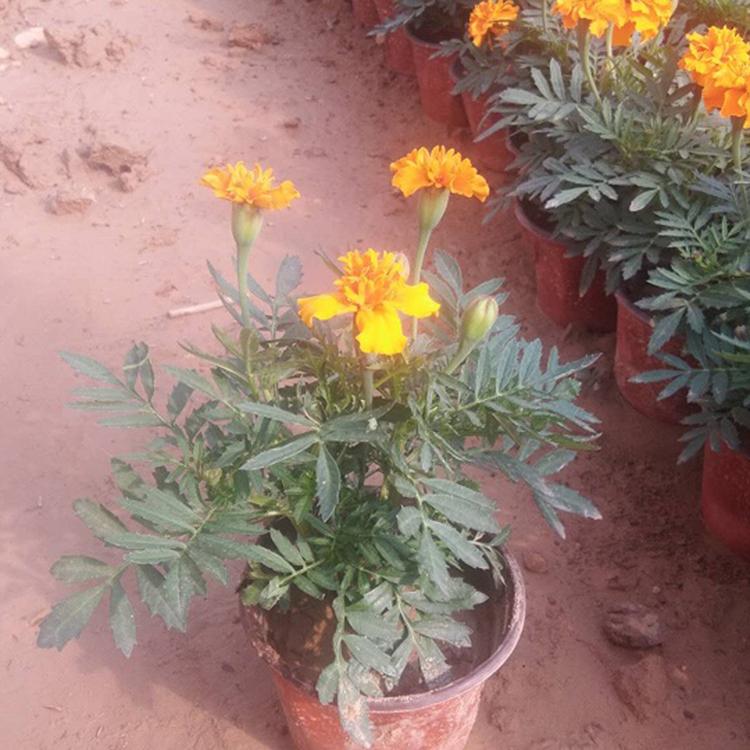 孔雀草 孔雀草价格 欢迎选购 青州草花基地批售