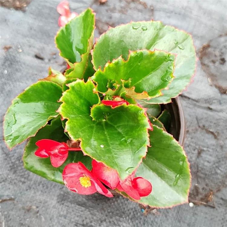 大花海棠供应  大花海棠供应商 绿化植物
