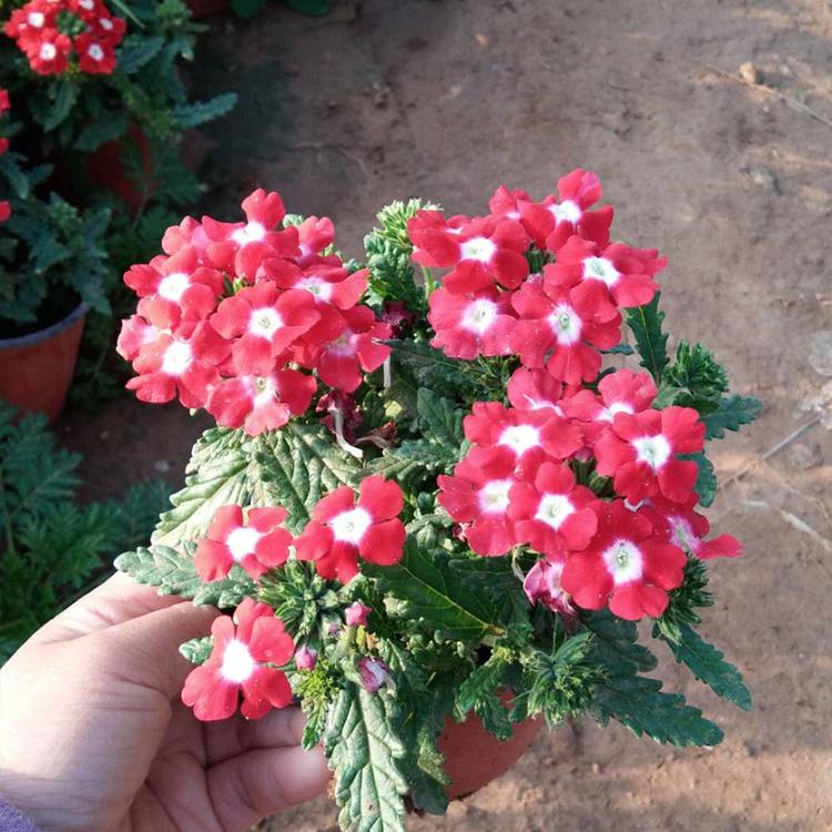 美女樱价格 美女樱花海用小苗 优良美女樱批发