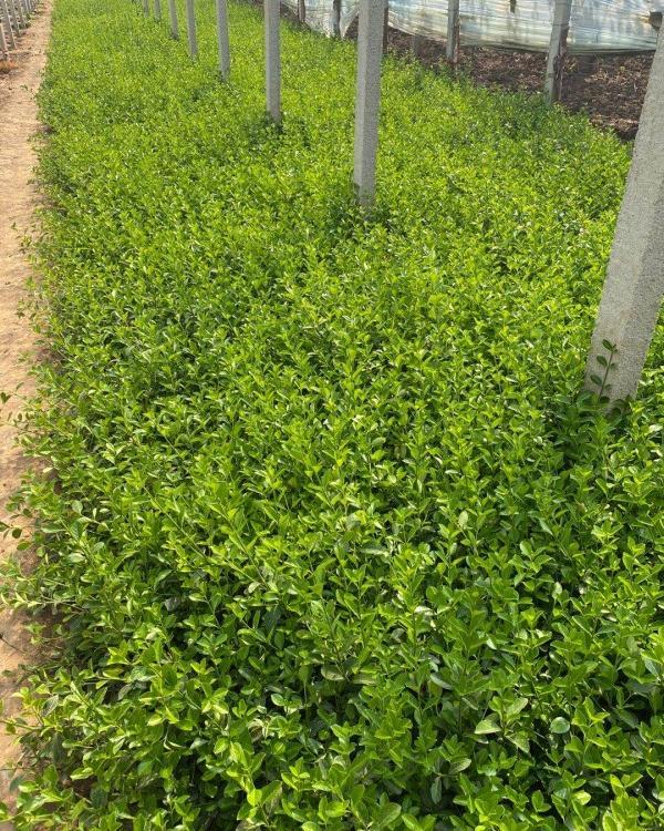 山东苗木基地 大叶扶芳藤苗圃基地 【欢迎来电详谈】