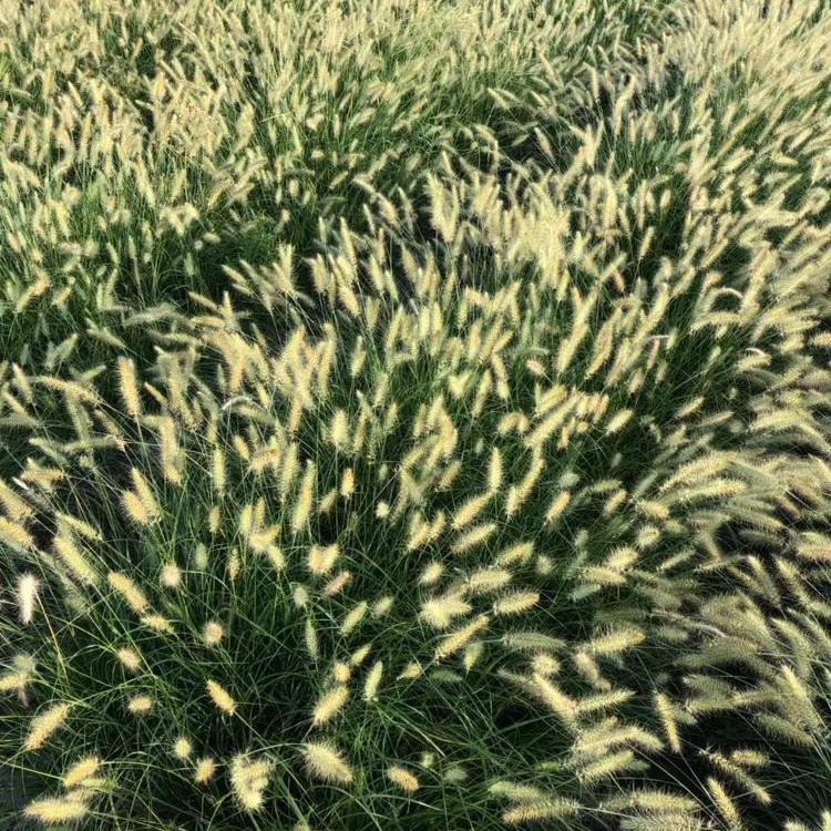 狼尾草小苗 山东草花 好苗出售 狼尾草种植基地