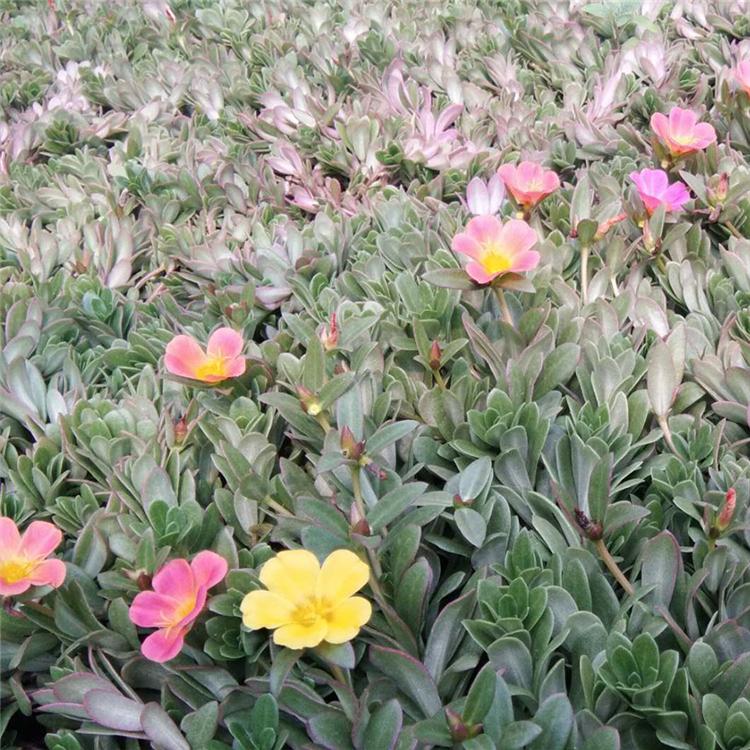 太阳花 太阳花报价 苗圃直销 山东草花批发 太阳花小苗