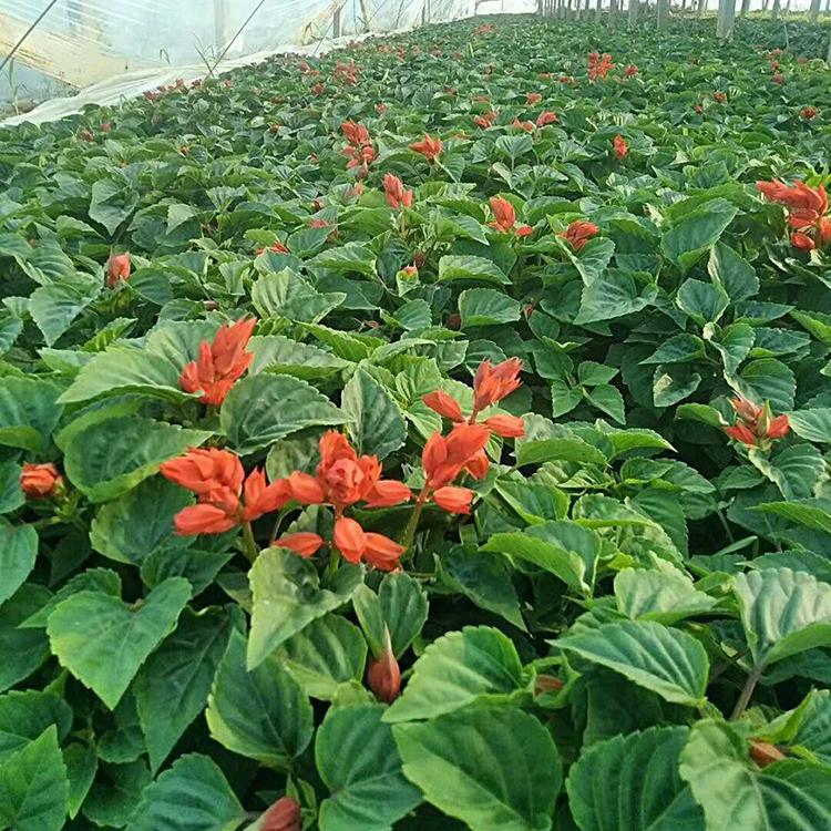 一串红 大量出售一串红 一串红批发价格 租摆一串红 松青花卉