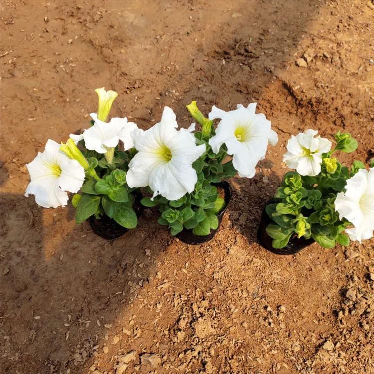白牵牛大量出售 白牵牛生产基地  青州白牵牛批发价格