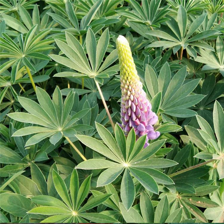 羽扇豆 羽扇豆批发来【松青花卉】基地出售羽扇豆小苗