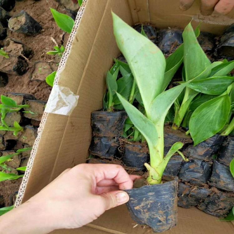 美人蕉批发 美人蕉苗圃基地 欢迎致电
