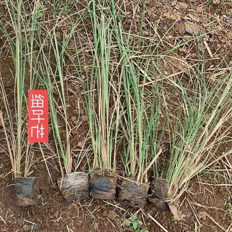 细叶芒 山东种植细叶芒基地 细叶芒小苗 优价直供