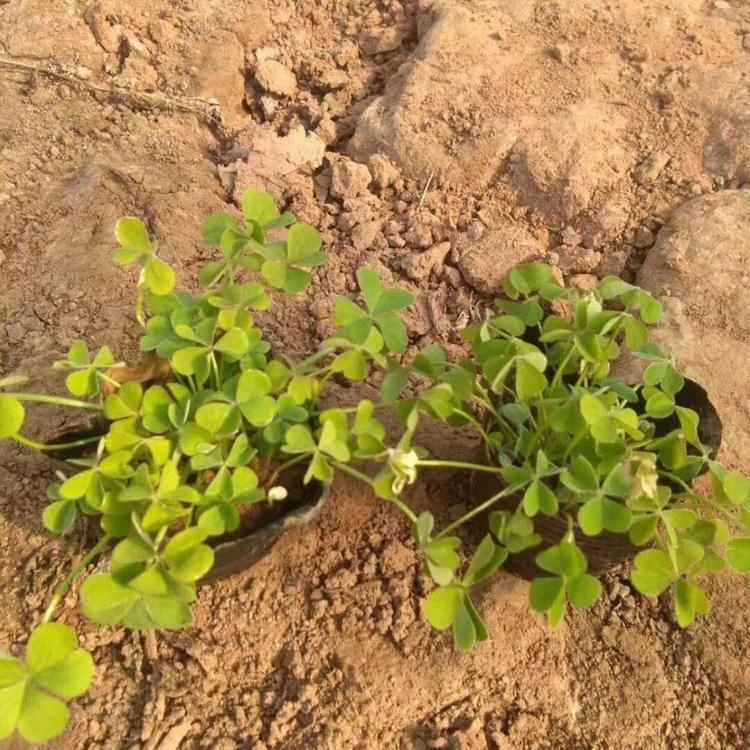 欣彤花卉  炸酱草种植基地 量大从优