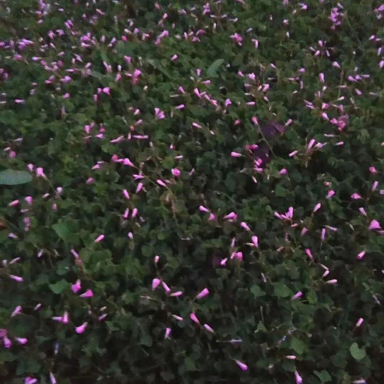 山东花卉基地  炸酱草行情 量大从优