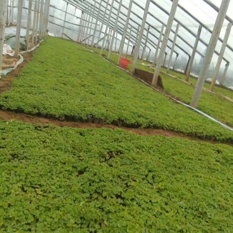 欣彤花卉  醡浆草花苗圃基地 量大从优