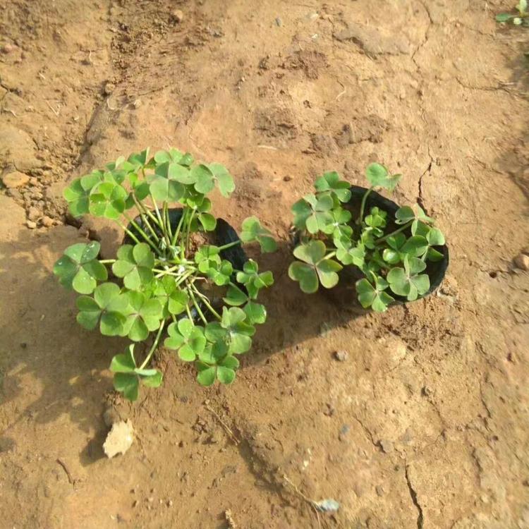 欣彤花卉  炸酱草苗圃基地 绿化植物