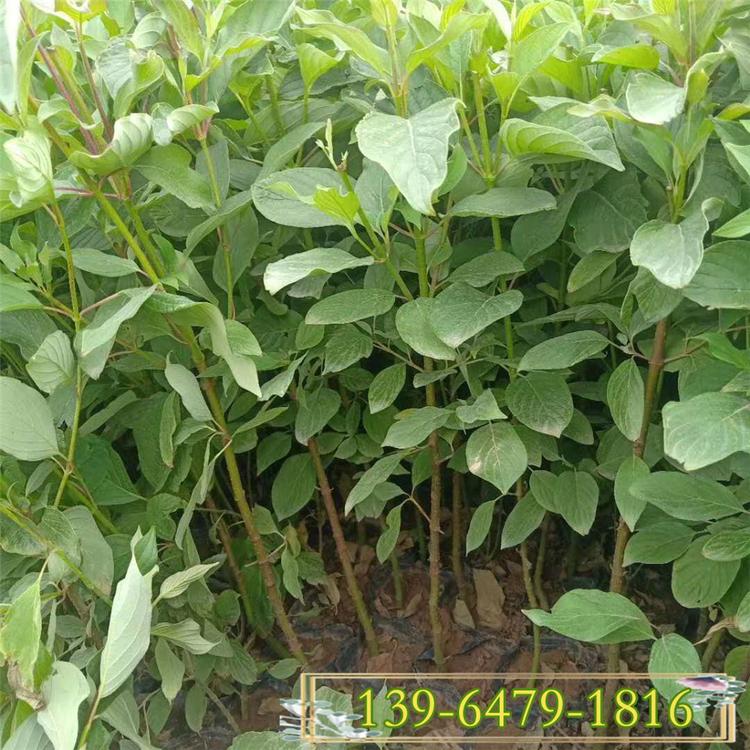 红色苗木红瑞木 红瑞木图片价格 越冷颜色越红的植物