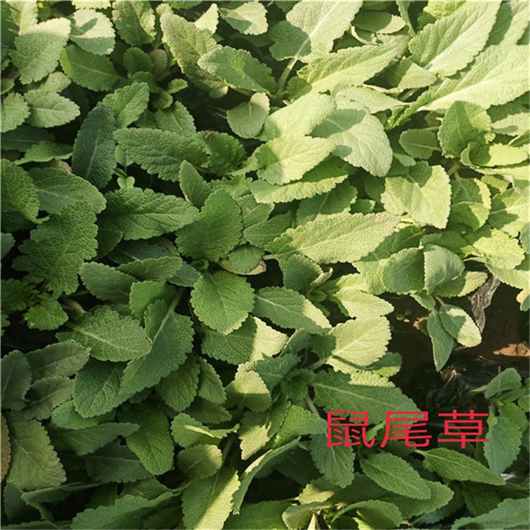 鼠尾草花卉 鼠尾草景区用苗 园林设计