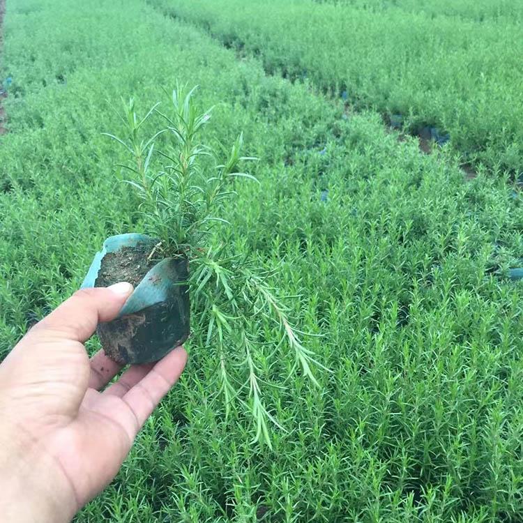 丛生福禄考 芝樱小苗 树庆花卉基地种植丛生福禄考