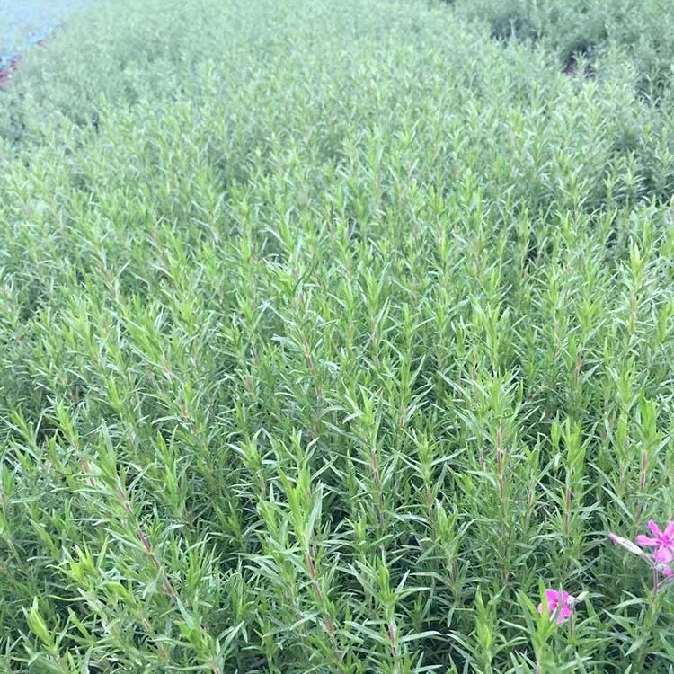 芝樱价格 山东芝樱种植基地 丛生福禄考供应商 树庆花卉