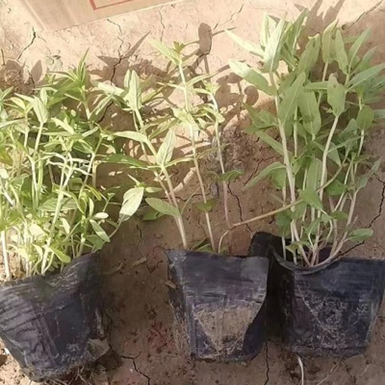 青州树庆 千屈菜种植基地 千屈菜供应商 货源足