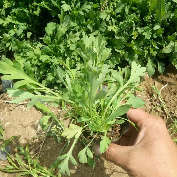 蛇莓 蛇莓盆栽 基地种植蛇莓 树庆花卉
