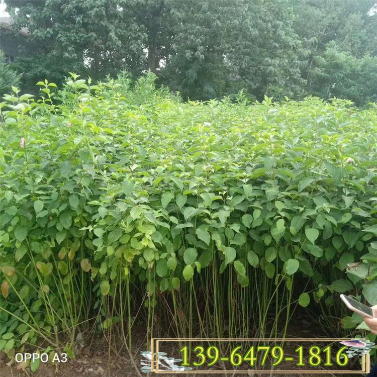 观枝植物红瑞木观赏色块苗 多分枝红瑞木凉子木 青州盆苗