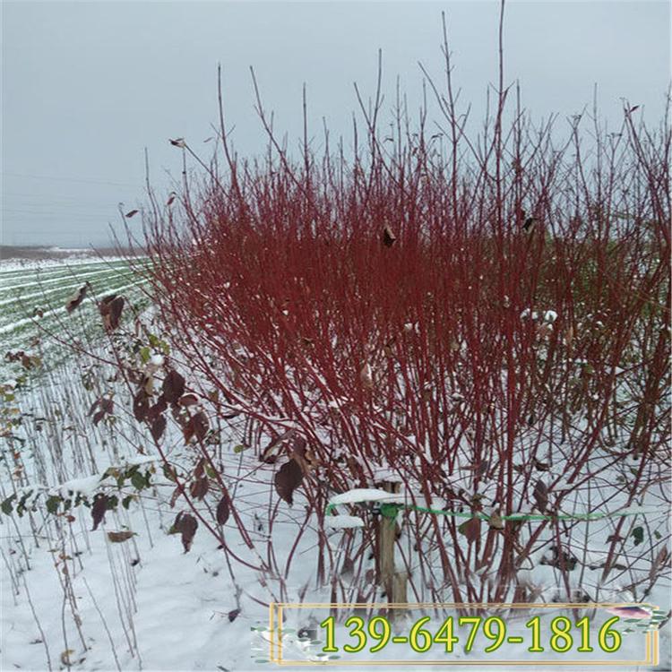 河北红瑞木价格 红瑞木小苗 金叶红瑞木种植基地
