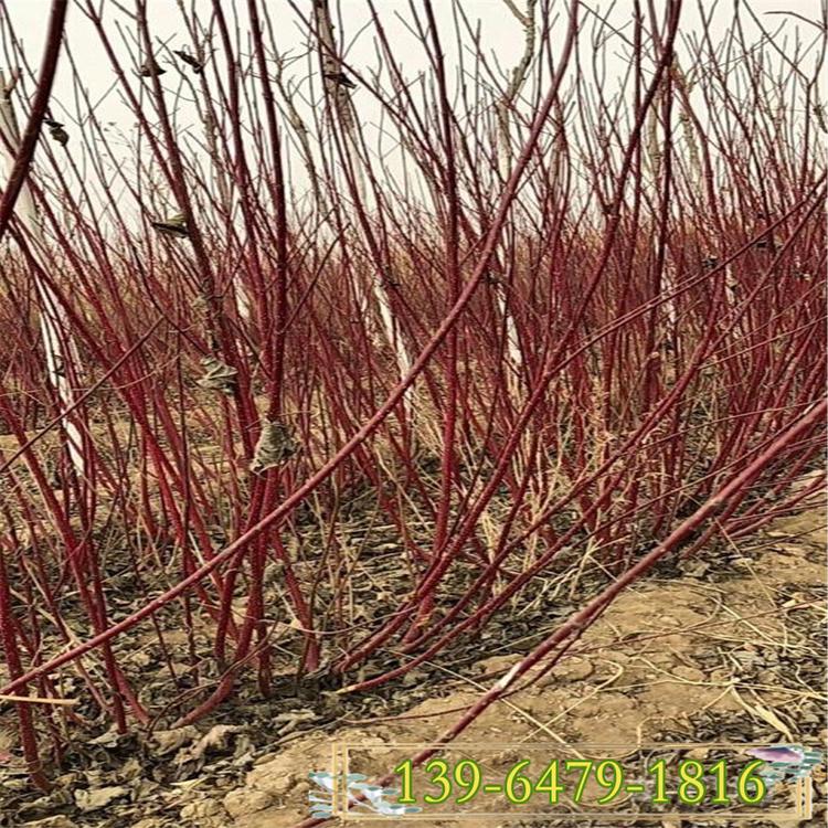 红色树枝红瑞木花期 红麻球绿篱行道树 红瑞木开花图片