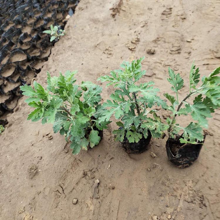 地被菊 地被菊小苗 秀明花卉大量供应优良地被菊