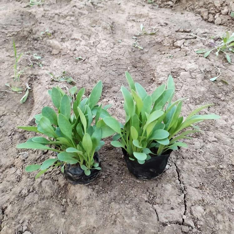 金鸡菊 江苏金鸡菊价格 苗圃基地批发 秀明