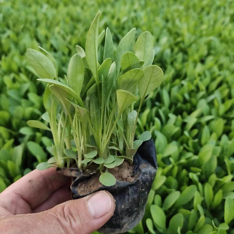 金鸡菊 山东金鸡菊小苗价格 苗圃基地优价批发