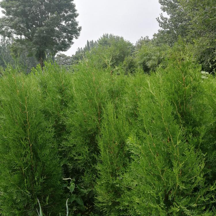 4年以上侧柏批发 侧柏批发价格 苗圃发货