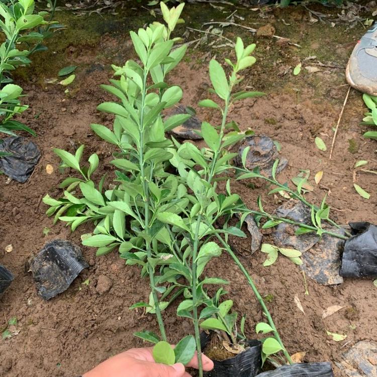 大叶黄杨基地直供  精品卫矛  扶芳藤批发   爬行卫矛价格