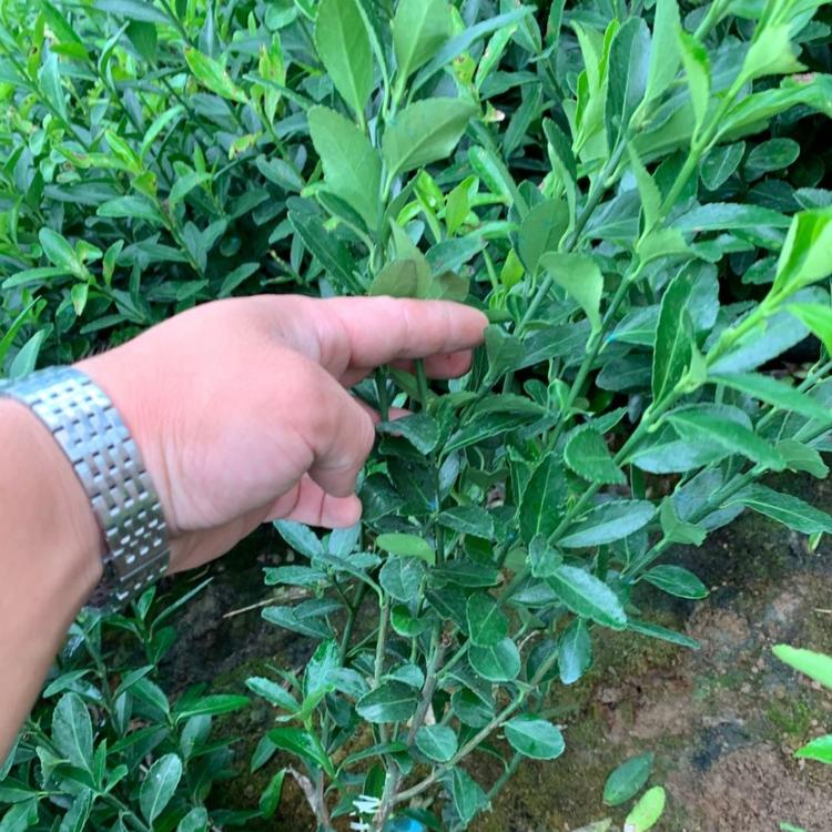 精品卫矛价格    卫矛批发      卫矛基地