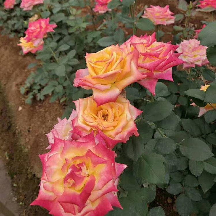 观赏花卉批发 大花月季行情 花色可选 大花月季批发