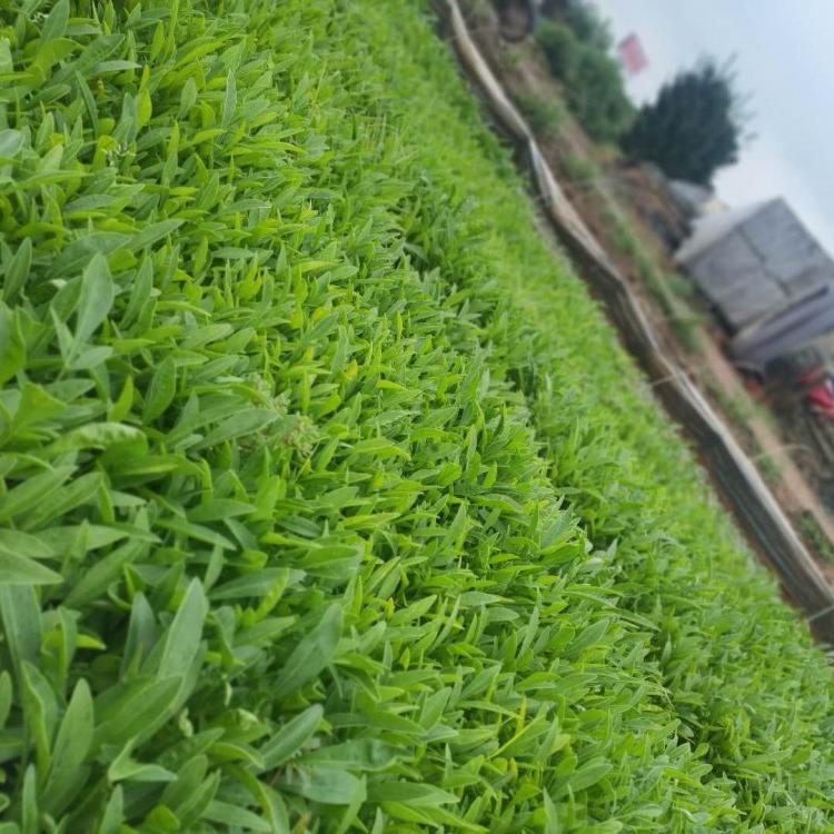 宿根金鸡菊供货商 金鸡菊杯苗 金鸡菊