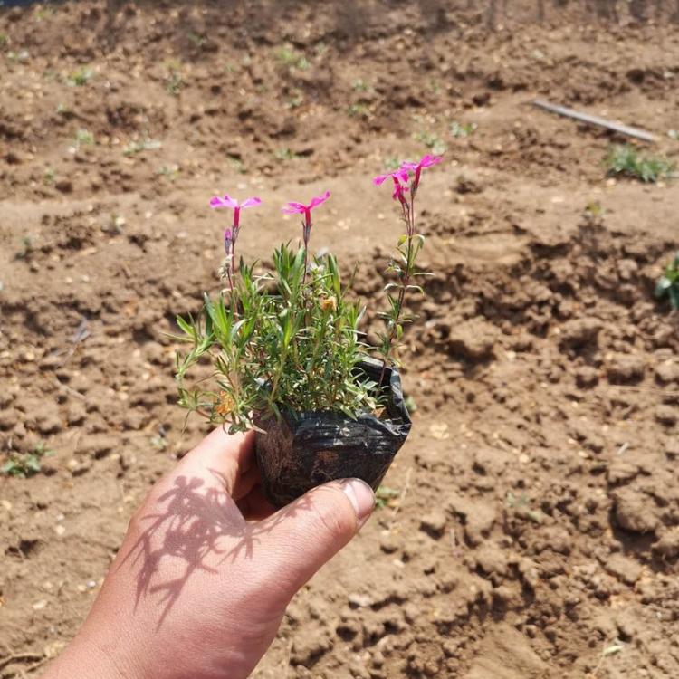苗圃直供 开花福禄考 丛生福禄考报价 福禄考