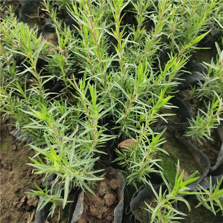芝樱 芝樱种植基地 苗圃批发