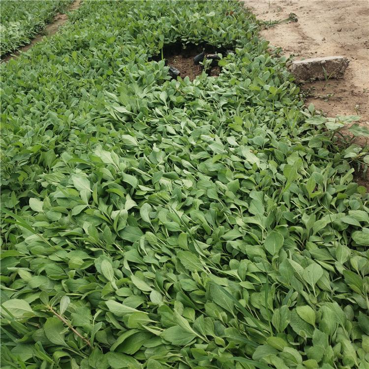 黑眼菊 多年生草本 黑心菊种植基地
