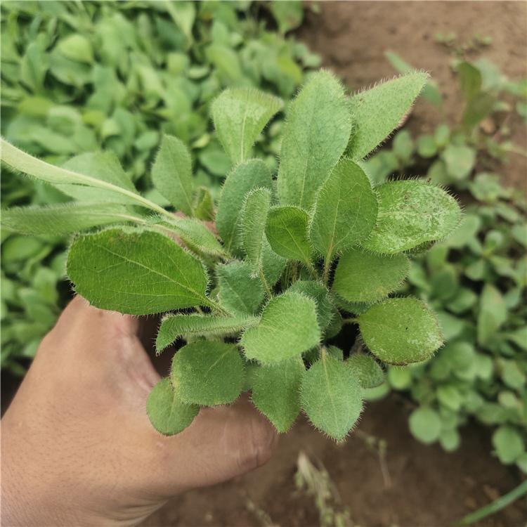 黑心菊批发商 基地直销 山东草花 黑心金光菊