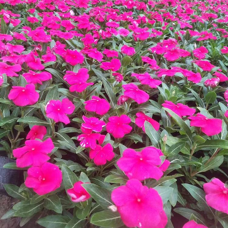 天天开_长春花批发基地 天天开价格