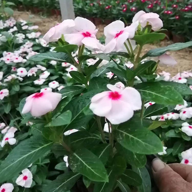 多花色天天开 天天开批发 天天开基地 鑫国园林