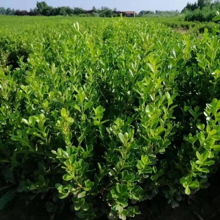 瓜子黄杨种植基地  瓜子黄杨批发直销   小叶黄杨
