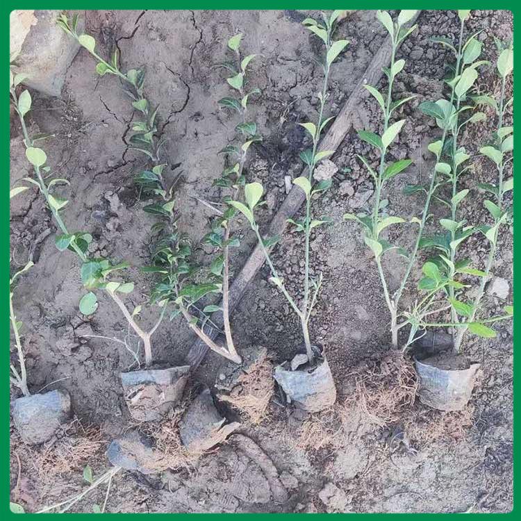 大叶黄杨冬青批发供应 青州苗木基地-久顺花卉
