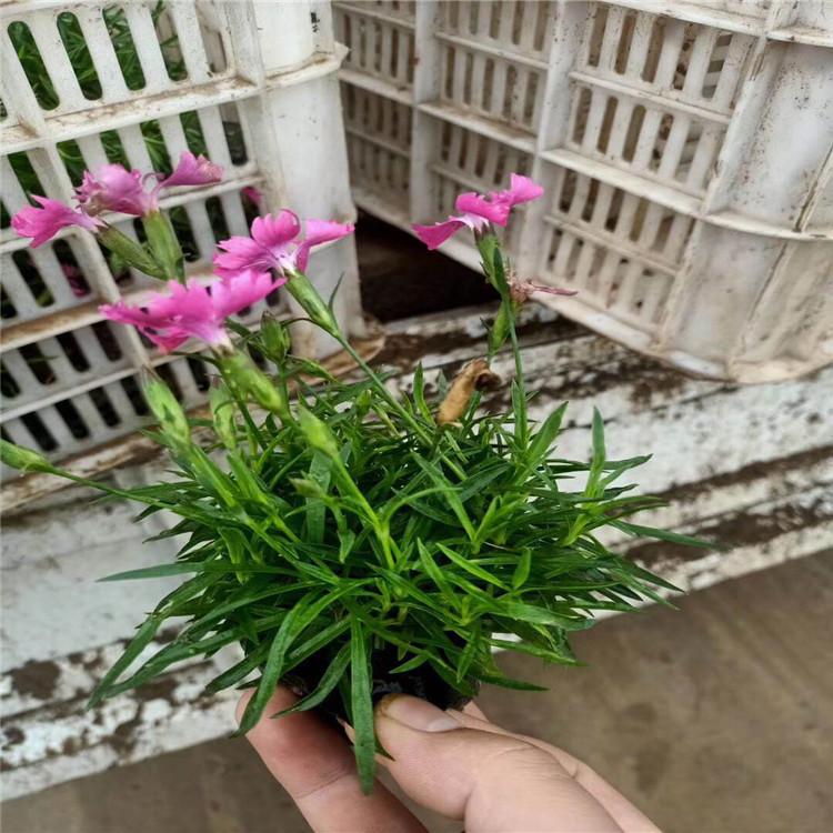 欧石竹批发报价  华硕小苗种植基地  大量出售