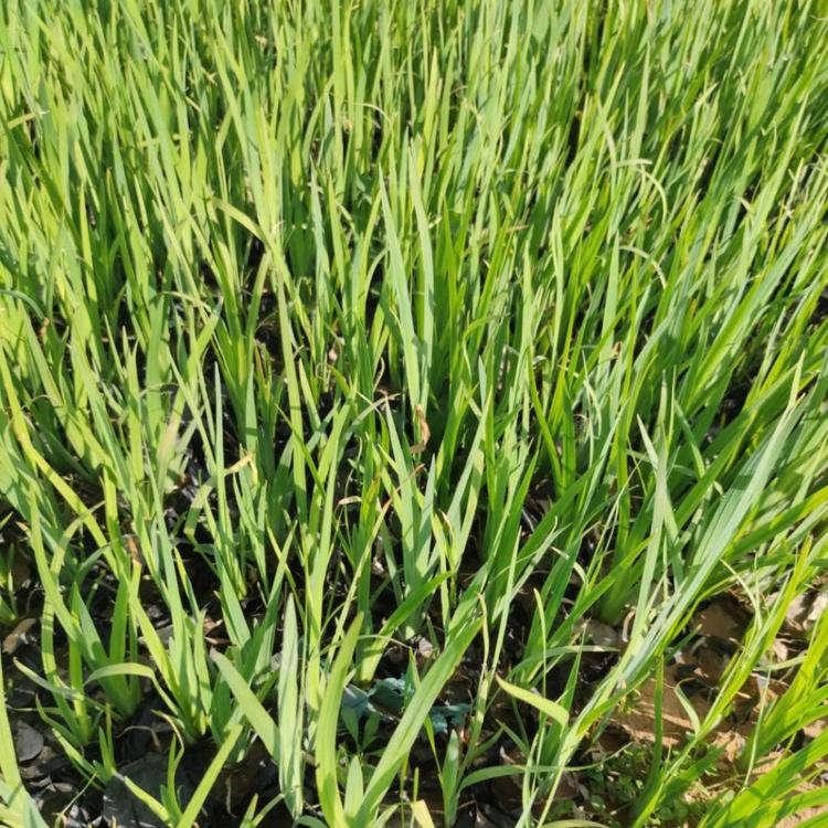 山东花卉基地  波斯菊基地  出售波斯菊