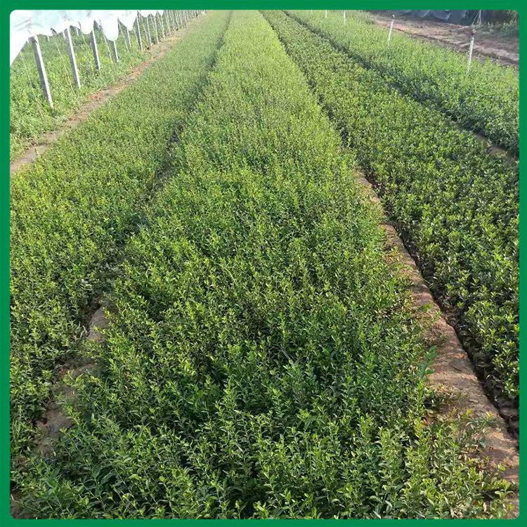 绿化用小叶扶芳藤 小叶扶芳藤出售 小叶扶芳藤价格