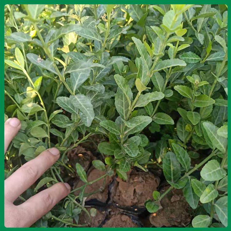 久顺小叶扶芳藤 小叶扶芳藤基地 小叶扶芳藤种植基地